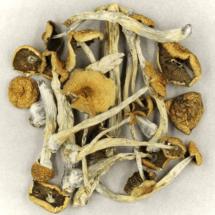  | Shroom Delivery Toronto Canada