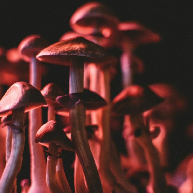  | Shroom Delivery Toronto Canada
