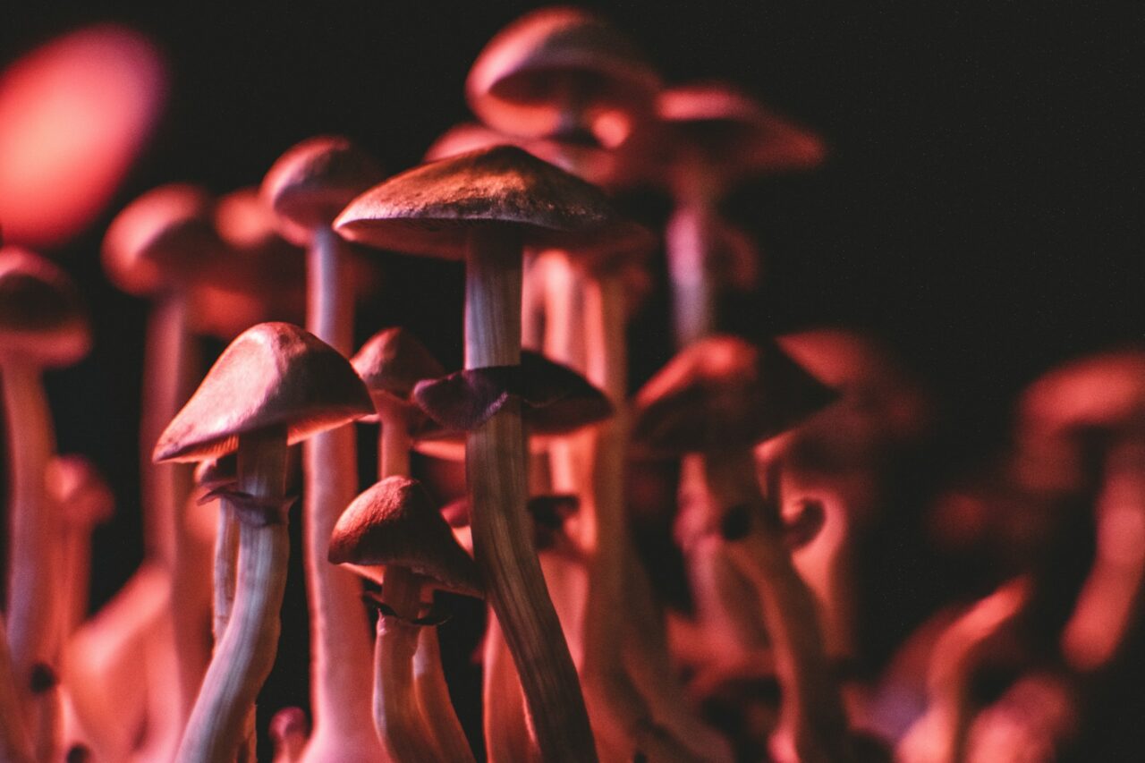 How I Successfully Purchased Psychedelics Online (While Dodging the Scams)